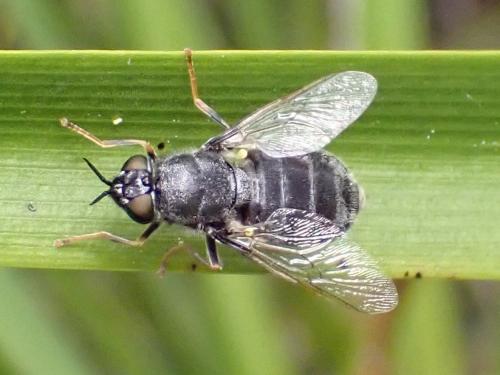 Réf. 317 590 : Odontomyia tigrina